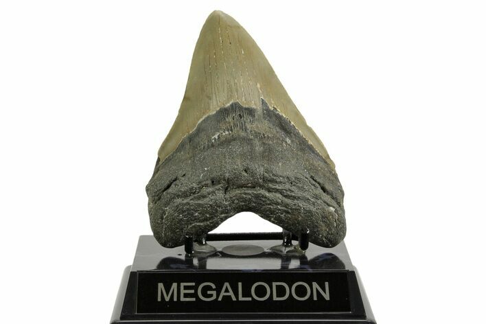 Serrated, Fossil Megalodon Tooth - North Carolina #371309